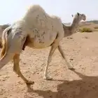 خفوت وضحاء