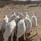 9 خرفان كفو مشروطة شرط ( تم البيع )