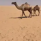 ناقة عشراء