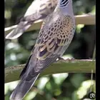 حمام مهاجر