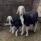 نجديه رباع معها اثنين