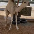 قعود سمين