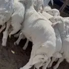 بهم حري طليان و ارخال للبيع