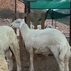 طلي صنف ابرص كشروط