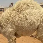 قعود مفرود