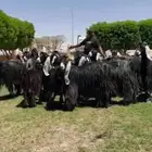 مراح عوارض صنف فاااخره فرصه للقناي