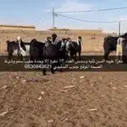 معزا للبيع دفيع مضاريع ووالد
