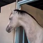 خيل شعبي شيخ