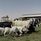 متابيع عوارض ومشاريك خصم.