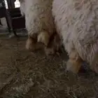 رخال نعيم انتاج المراح جذعات مغلقه