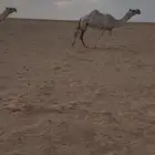 للبيع ضريبه