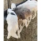 بهم تربيه