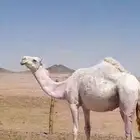 ناقه لقحه للبيع