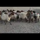 غنم نعيم دفيع