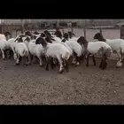 جذعات نعيم مقاني