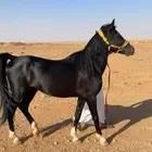 حصان ادهم شعبي