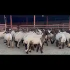 جذعات نعيم مقاني