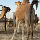ناقه للبيع متلي