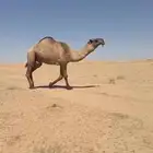 فحل اصفر منتج