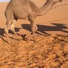 قعود