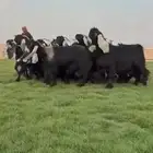 مراح معزا عوارض صنف فااخره دفيع شرط