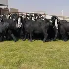 مراح عوارض صنف فاخره