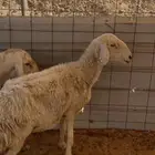 للبيع حريات تامات العدد 2 الصحة شرط مقرعات