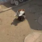 ديك ودجاجتين سنود بيور