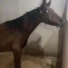 مهره مشروكه
