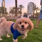 كلب