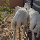 خروفين للبيع سمان فل ش