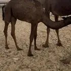 حشوان تحت امهاتها فل