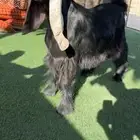 تيس عارضي معرف كفووو