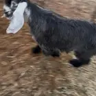 تيوس عوارض طيبة أوسمان