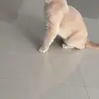 قط ذكر تبني