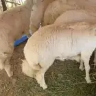 رخال صنف مقنوي مشالله العداد 8 جذع الموقع كرا العقيق الباحه