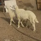 للبيع طليان مشاريع فحول برص الحقو الزين (( تم البيع ))