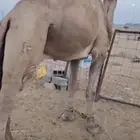 بعير فحل من منقيةعبدالمحسن الراجحي