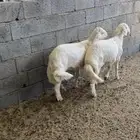 خروفين جبرات اعياد كفو( تم البيع )