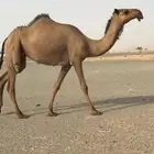 بكرة صفراء دبيانيه كفو
