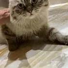 قط شيرازي للتبني