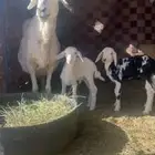 غنم