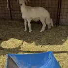 خروف حري للبيع وادي الدواسر