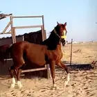 خيل