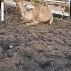 بكر عشرا تحتها بكره وضحا بكرها ناقه عظم كفو وطيبه