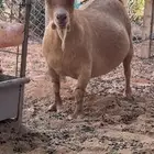 عنز قزم منتجه