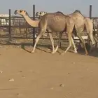 بكره طيبه ثنيه ضريبه كفو