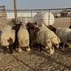 ذبايح ذبيحه نعيم حري تيوس يوجد تمارا