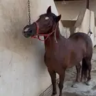 راسين بونيات