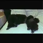 كلب بودل بيور مستويات